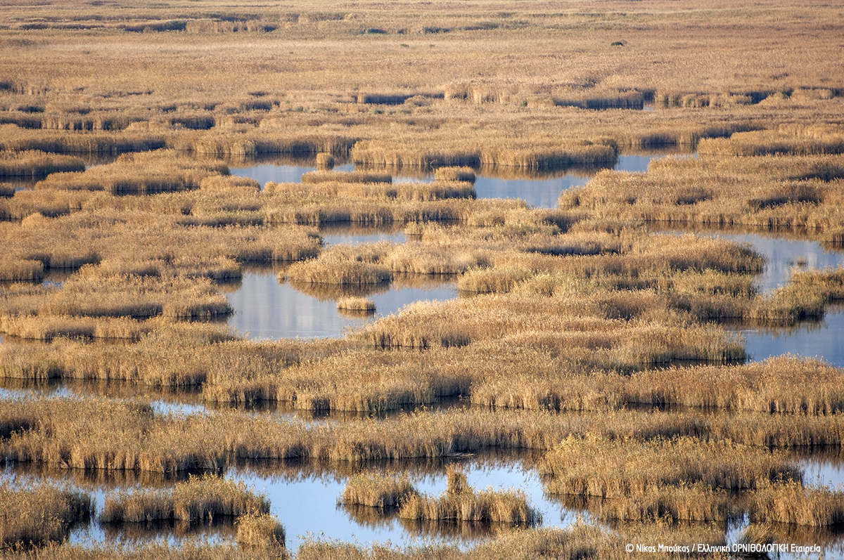 Amvrakikos Reedbeds NikosMpoukas