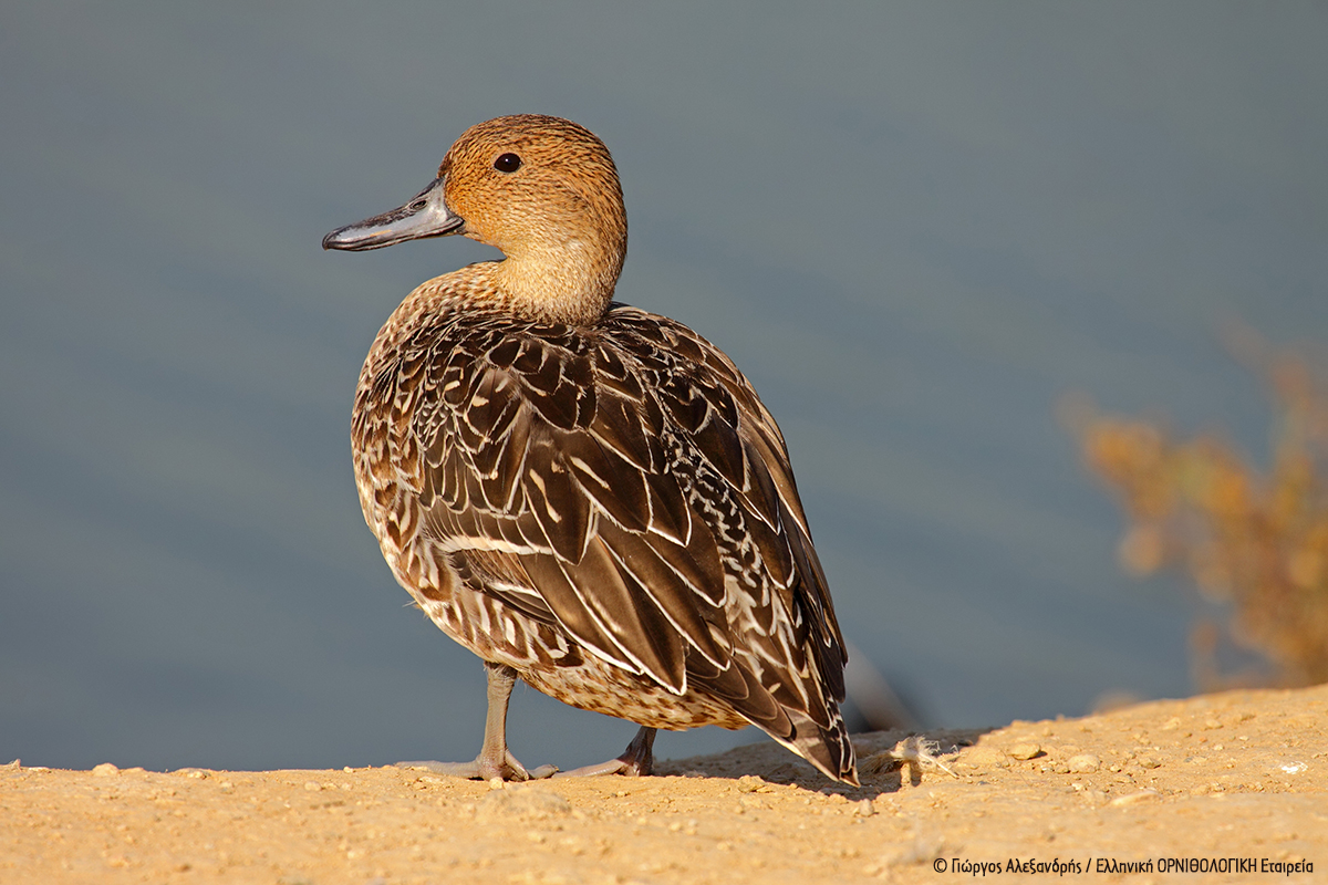 Anas acuta Psalida GiorgosAlexandris ORNITHOLOGIKI