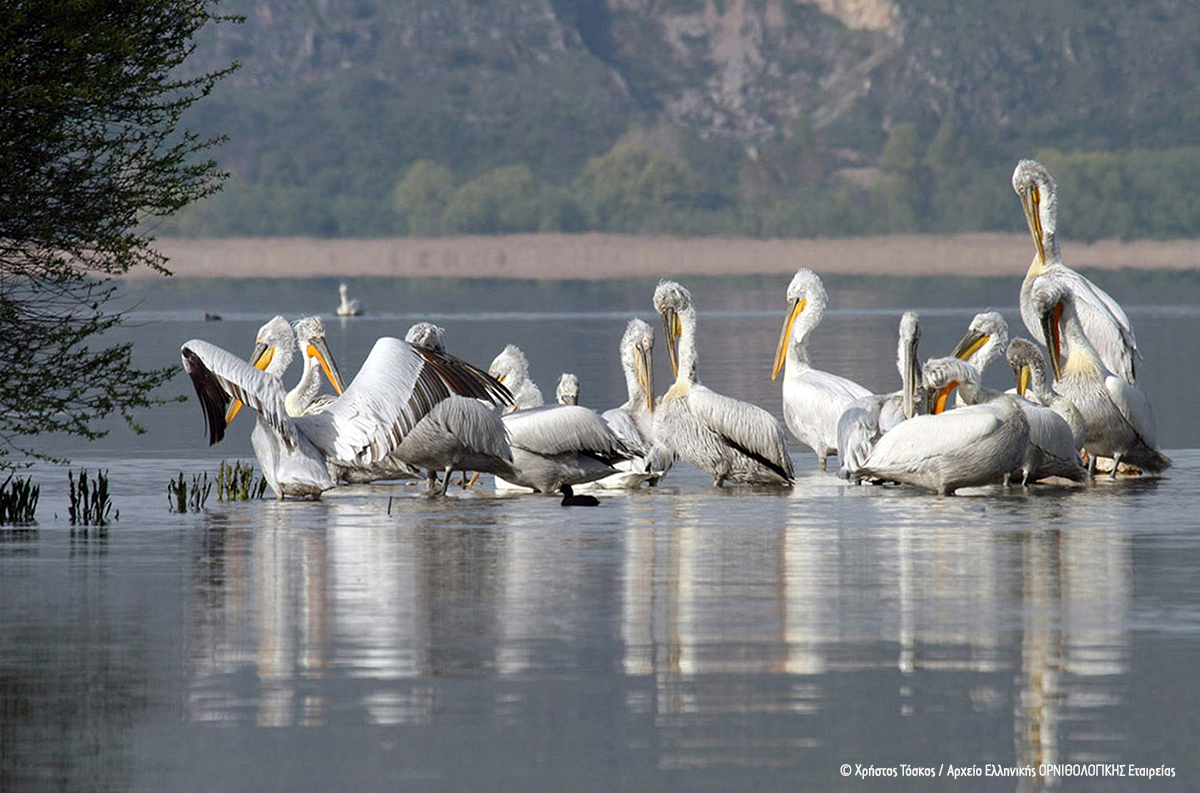 Argyropelekanos Kastoria Pelecanus crispus ChristosToskos