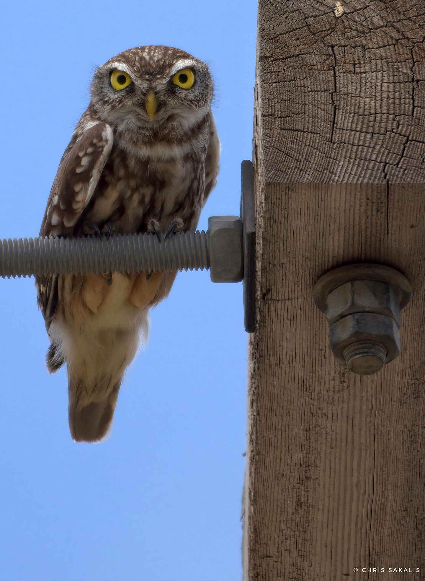 Athene noctua ChristosSakallis ΟμάδαThessBirding fix