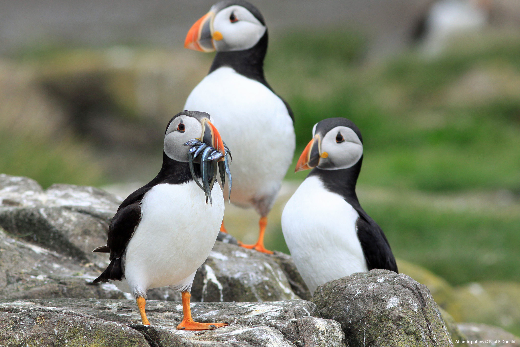 Atlantic puffins Paul F Donald 1