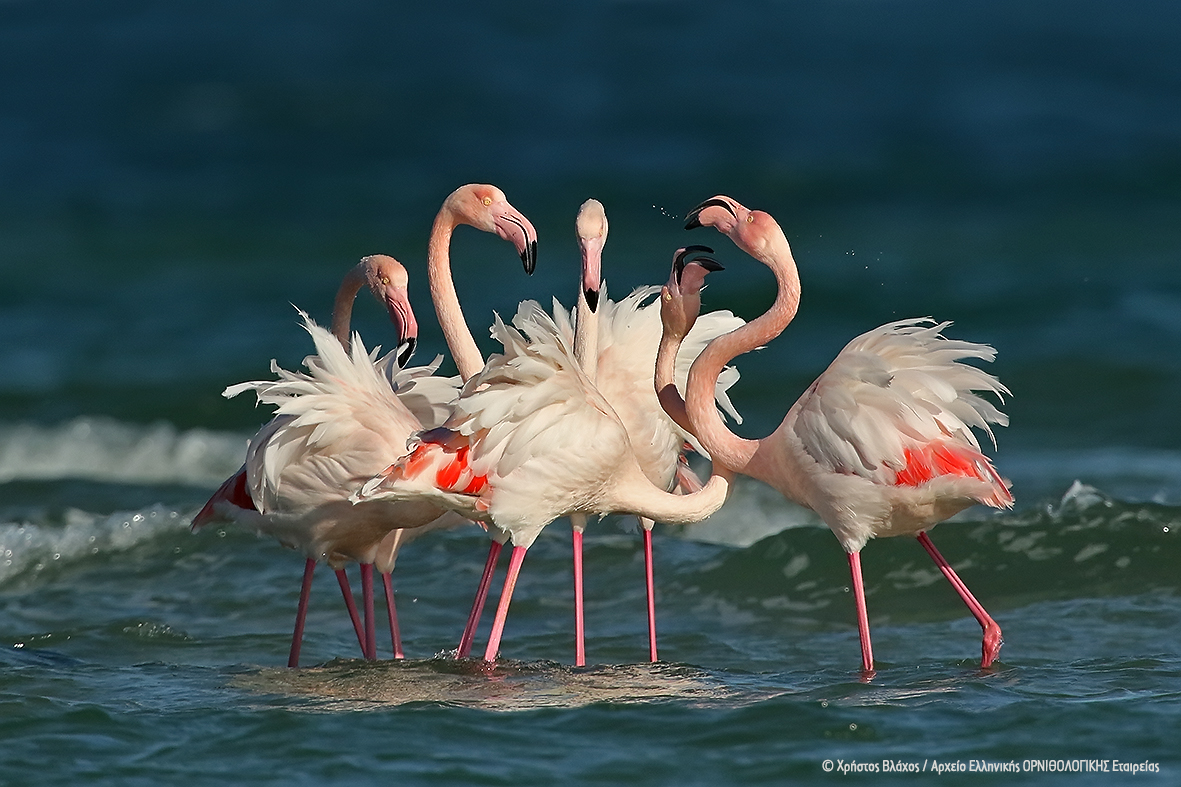 BIRDS 2017 12 07 Phoenicopterus roseus ChrisVlachos