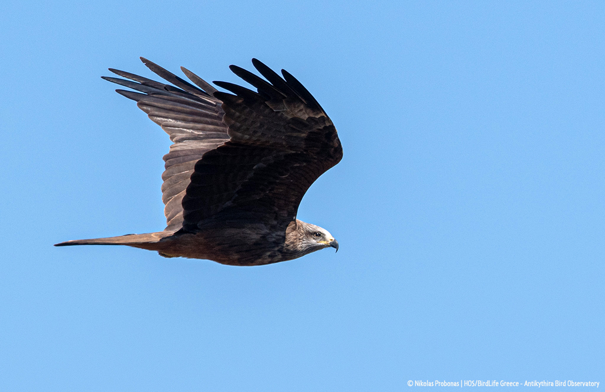 Black Kite as2024 ABO Nikolas Probonas cr