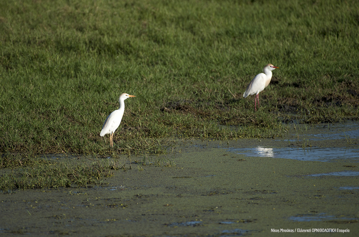 Bulbucus ibis Amvrakikos NikosMpoukas