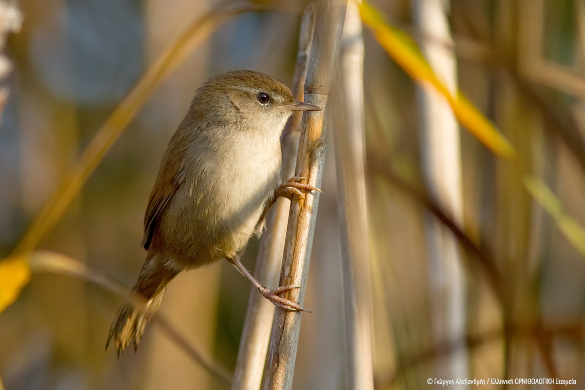 Cettia cetti GSAlexandris ORNITHOLOGIKI