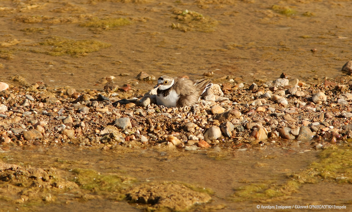 Charadrius dubius Rafina LStavrakas cr