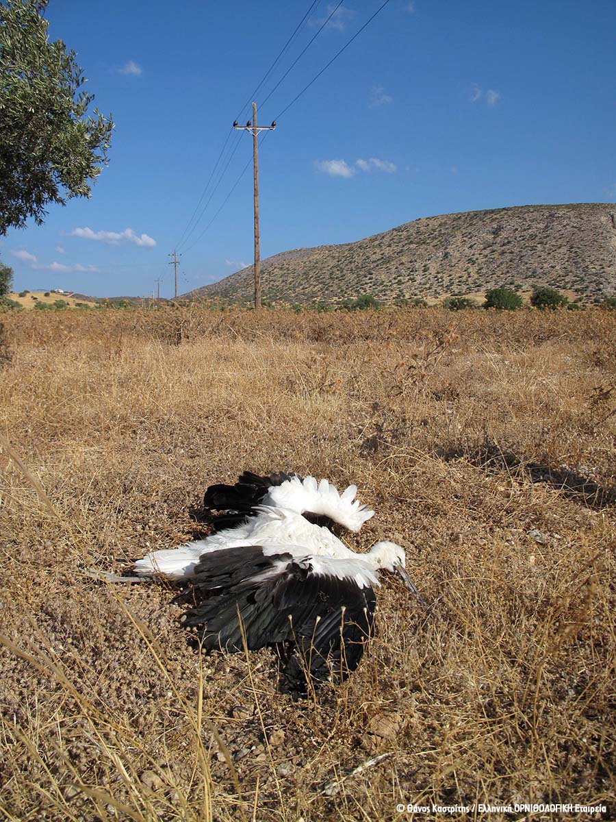Dead stork Xarakas Sounio Greece ThanosKastritis HOS