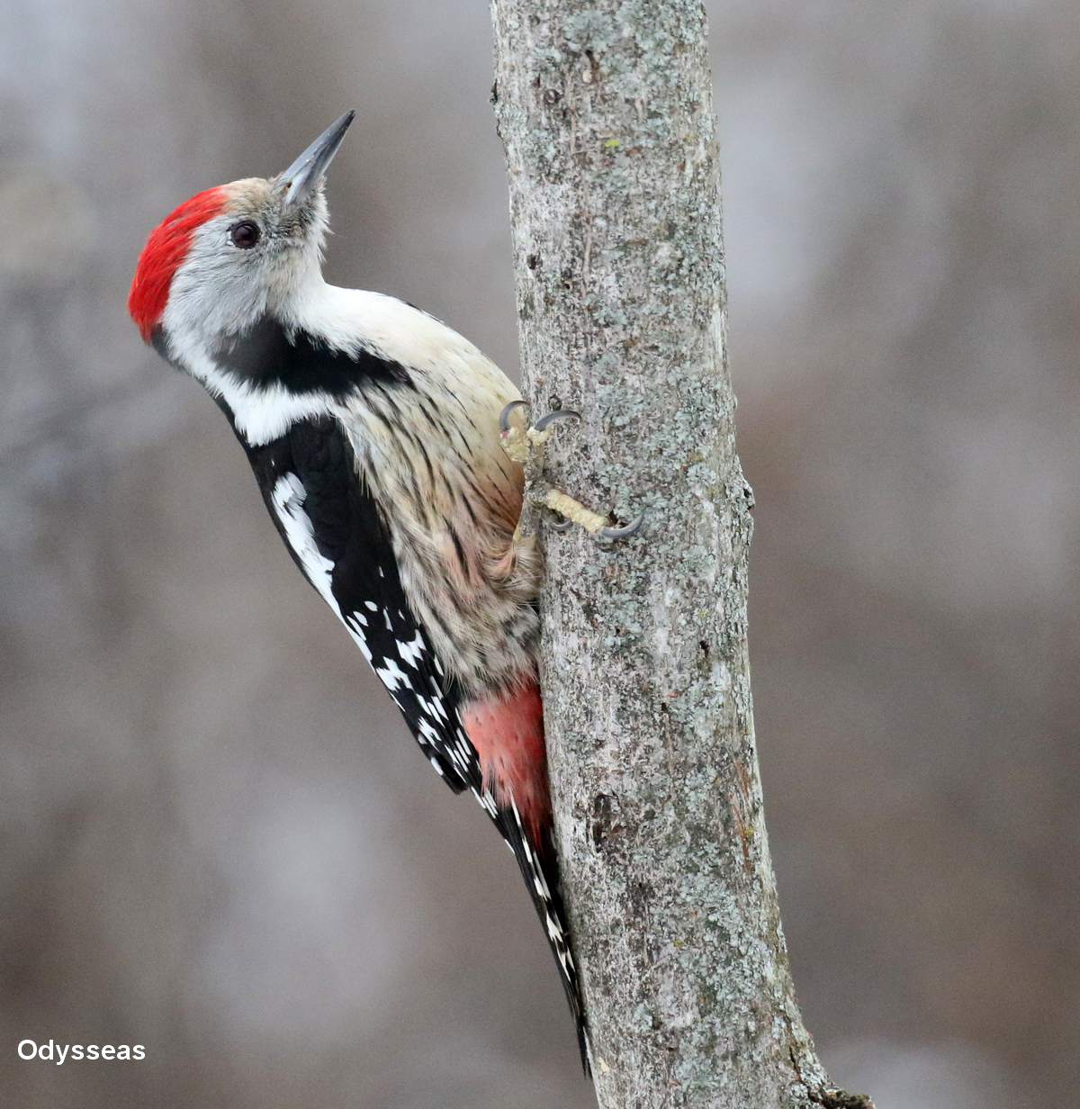 Dendrocopus medius Grevena OdysseasTzimoulis