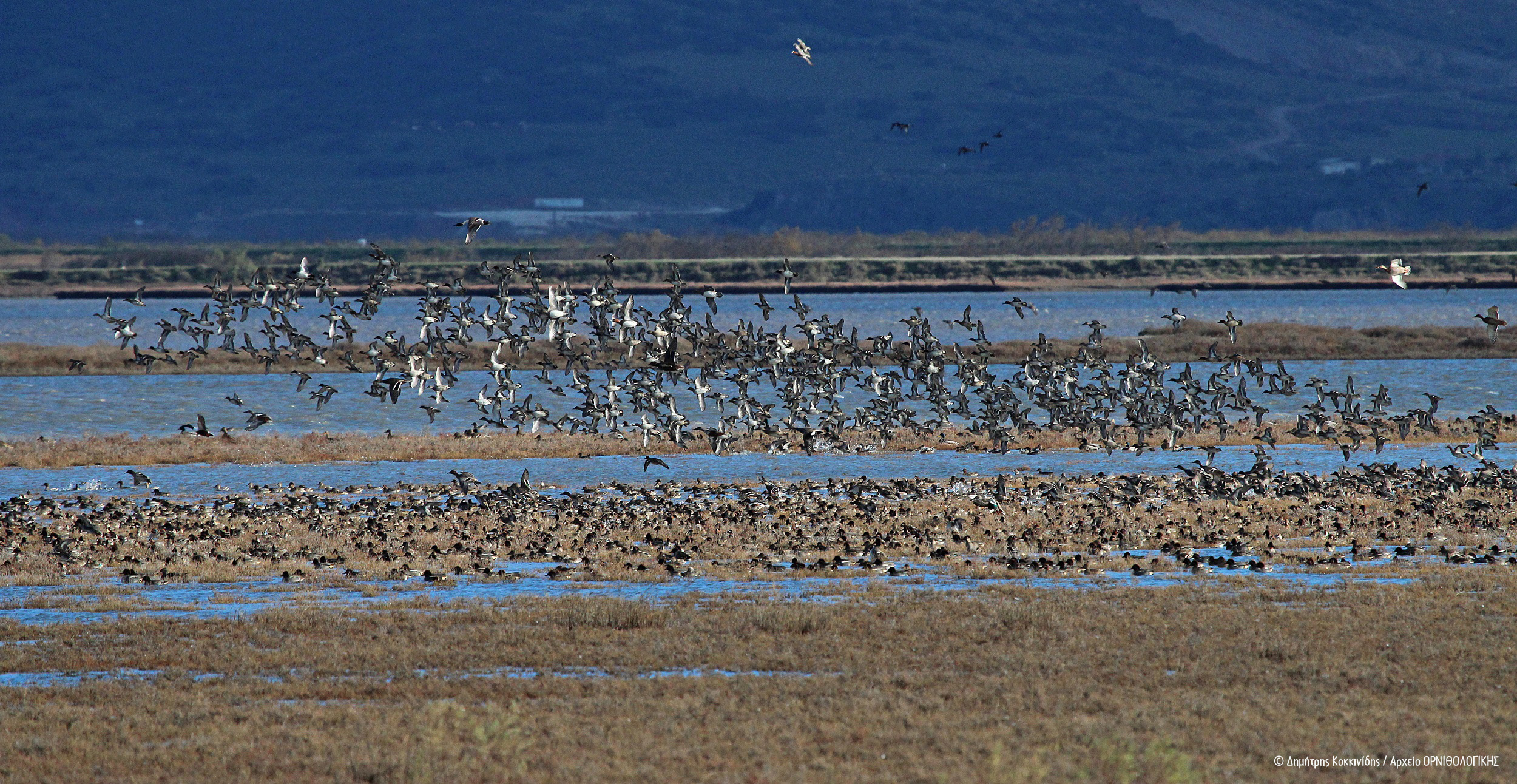 EvrosDelta DimitrisKokkinidis ORNITHOLOGIKI