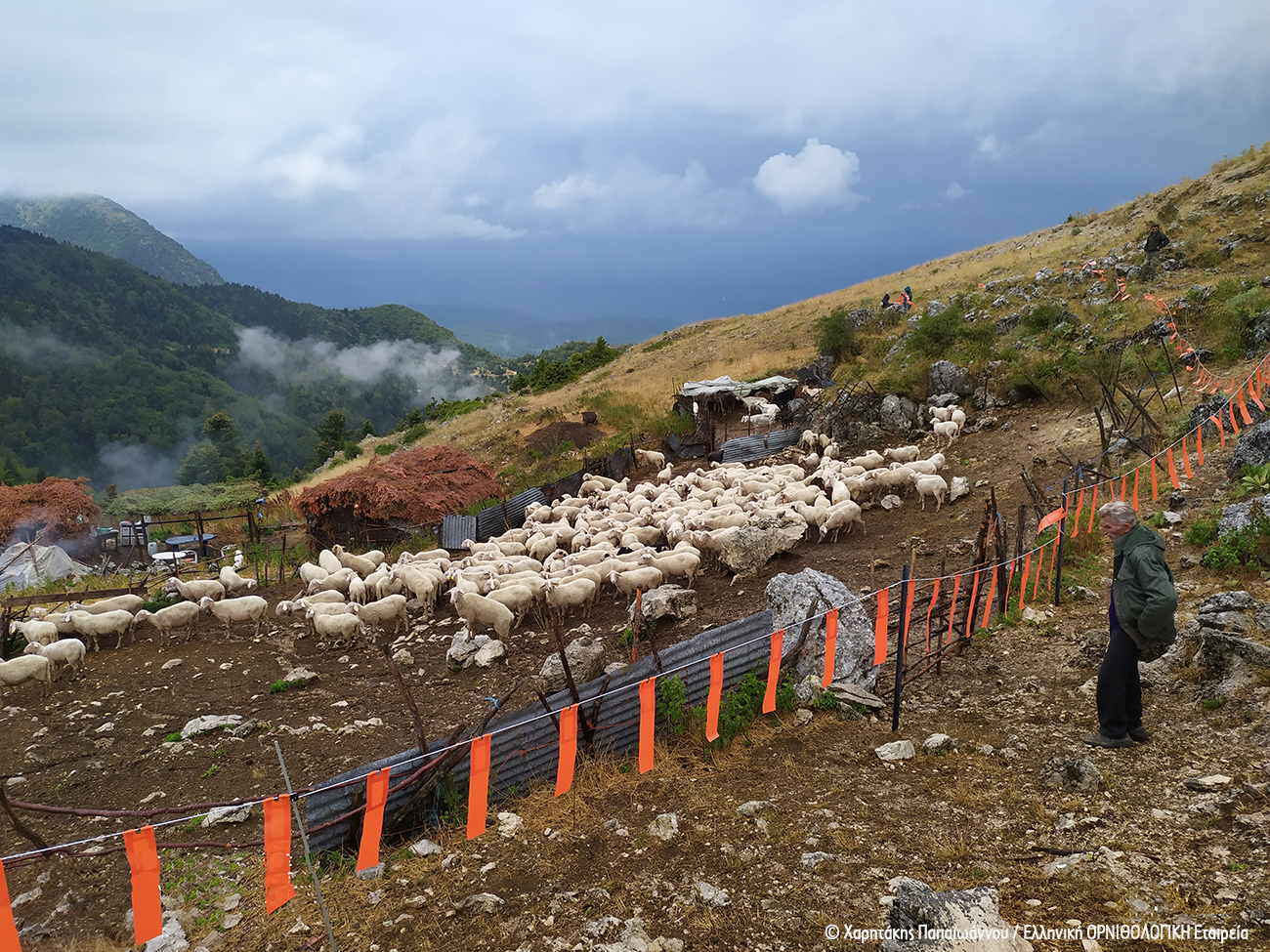 Fladry pilot Mitsikeli Epirus HOS ChPapaioannou 2 CR