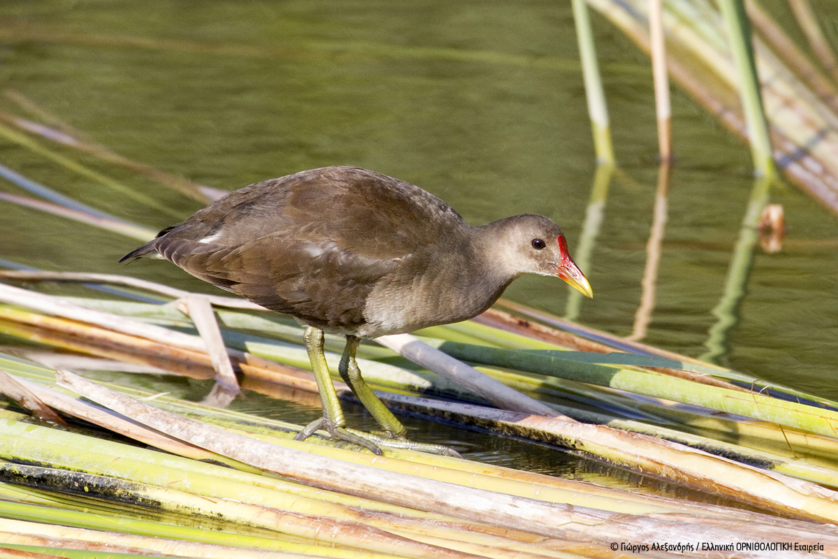 Gallinula chloropus NEROKOTA PARKO TRITSHS G ALEXANDRIS