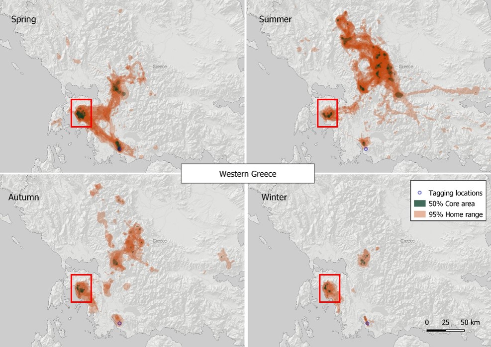 Griffon Vulture Seasonal home ranges W Greece Peshev 2021