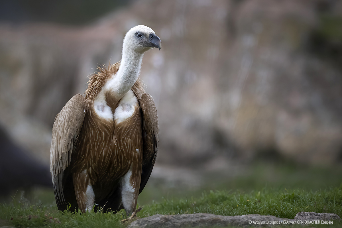 Gyps fulvus AntonisStoubas ORNITHOLOGIKI