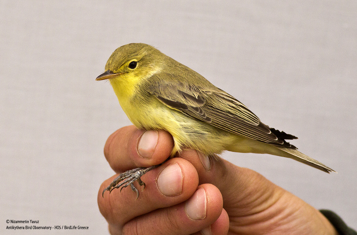 Hippolais icterina Icterine warbler Nizammetin Yavuz cr