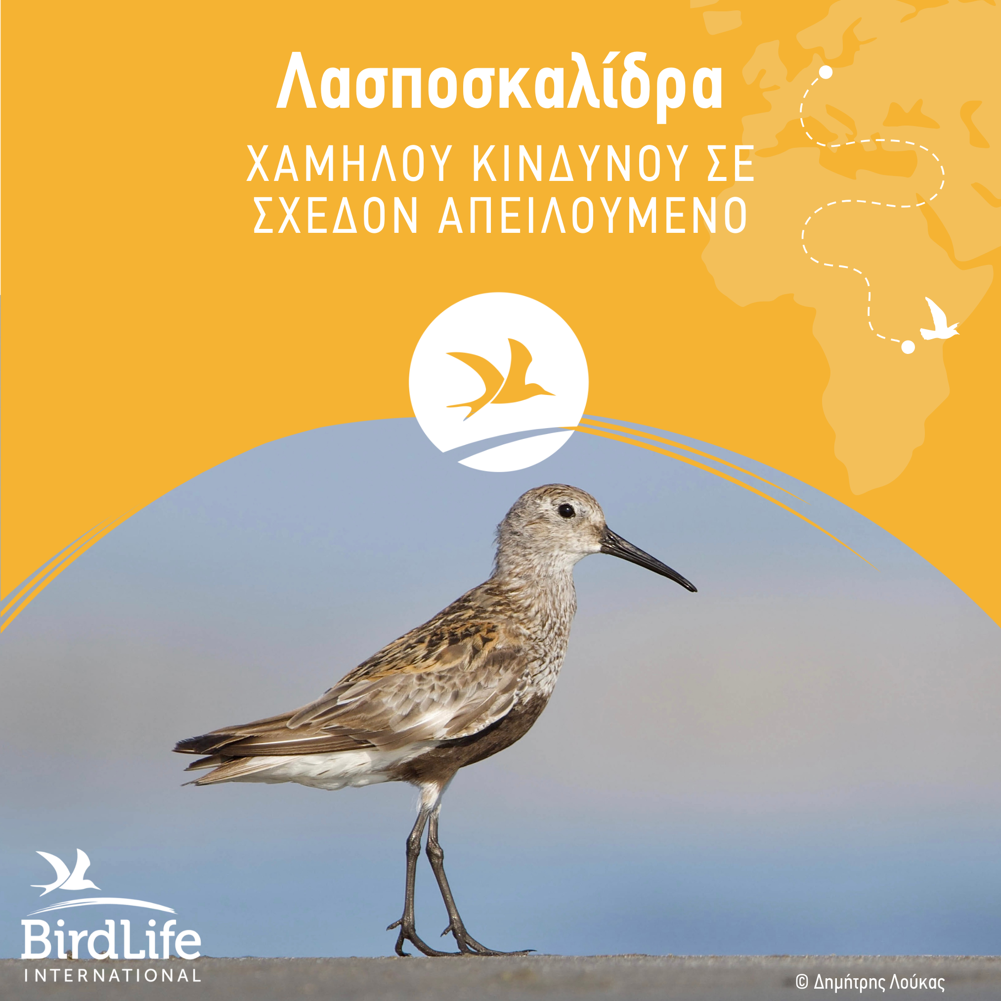 IUCN Red List Calidris alpina