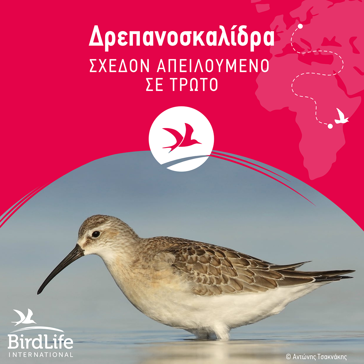 IUCN Red List Calidris ferruginea small