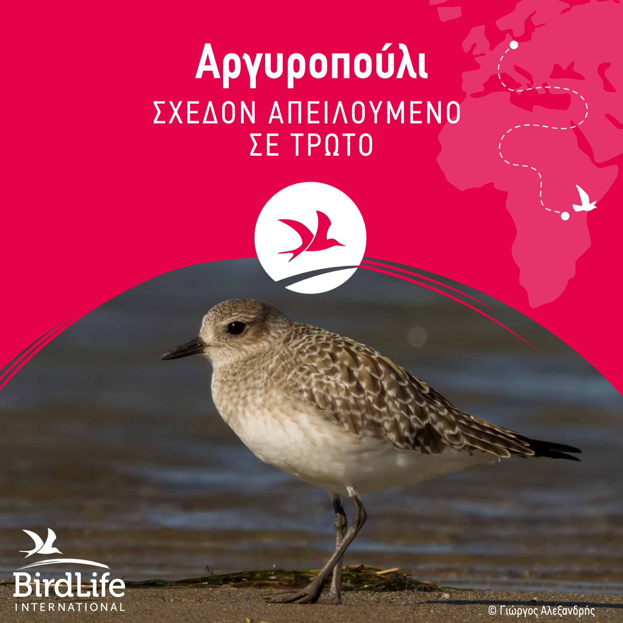 IUCN Red List Pluvialis squatarola