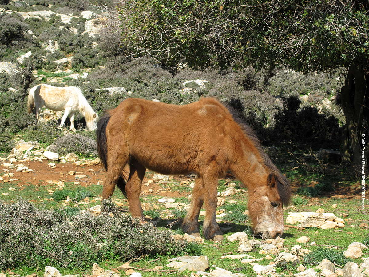 Kochylas Skyros RoulaTrigou ORNITHOLOGIKI 2