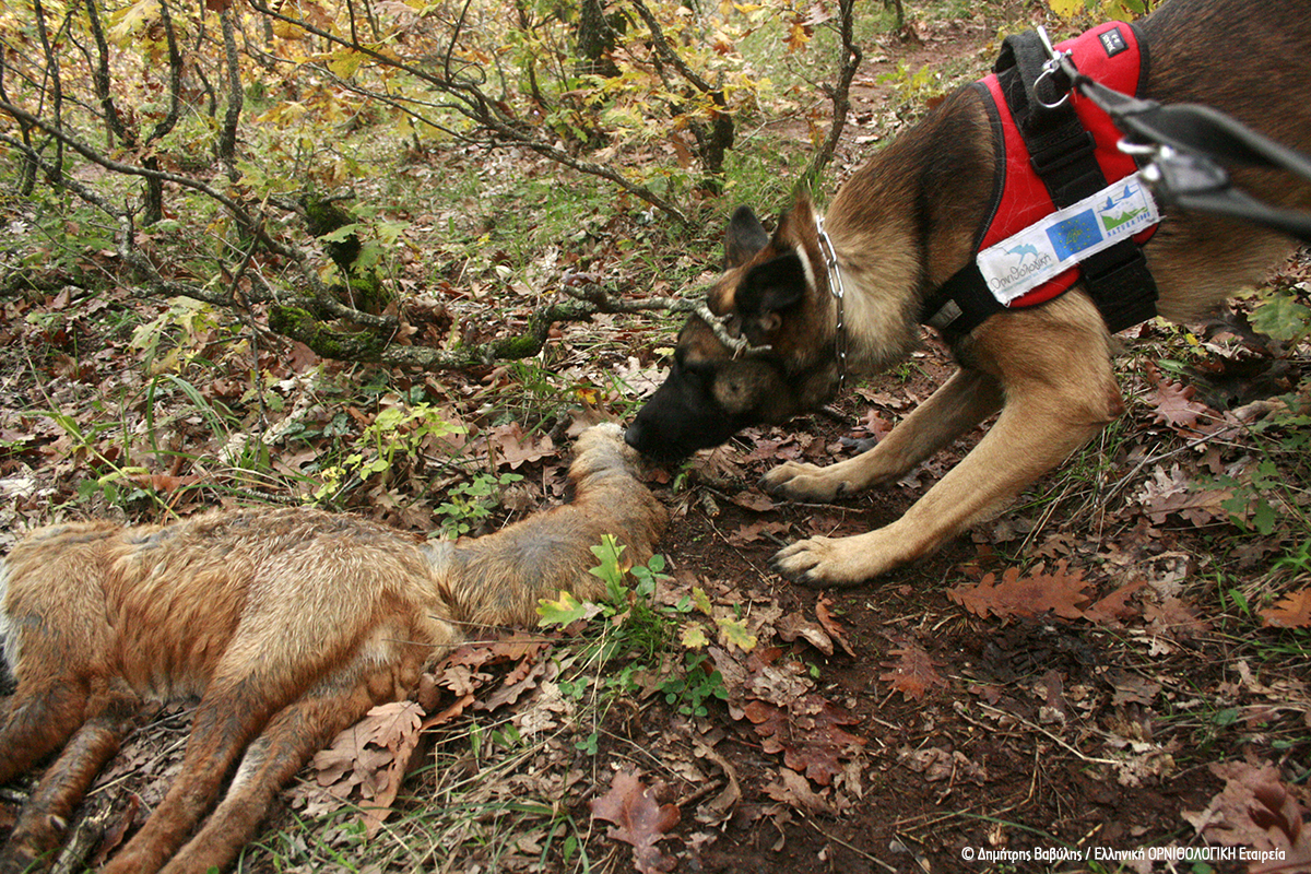 Kuki patrolling 11 2014 DimitrisVavylis