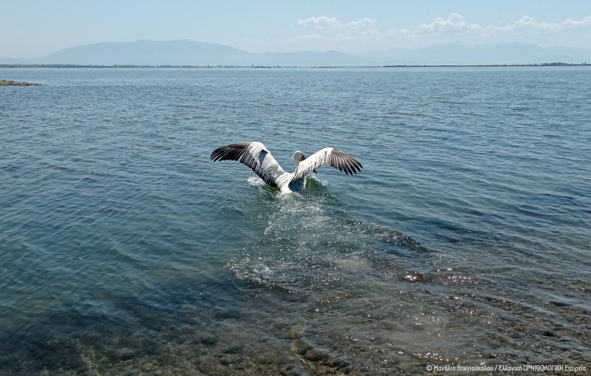 LIFE Pelican Tramountana M Vougioukalou