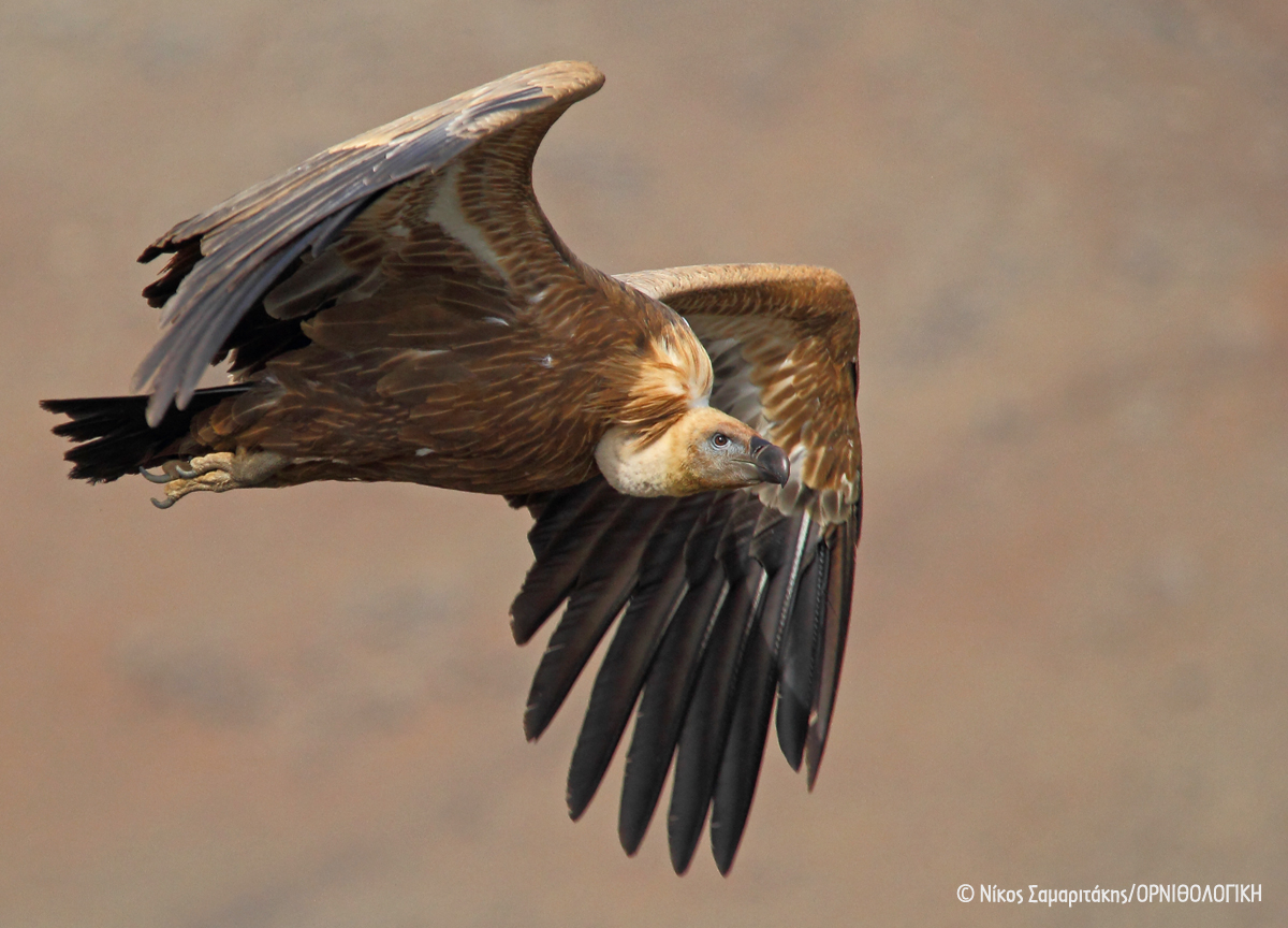 Ornio ORNITHOLOGIKI NikosSamaritakis