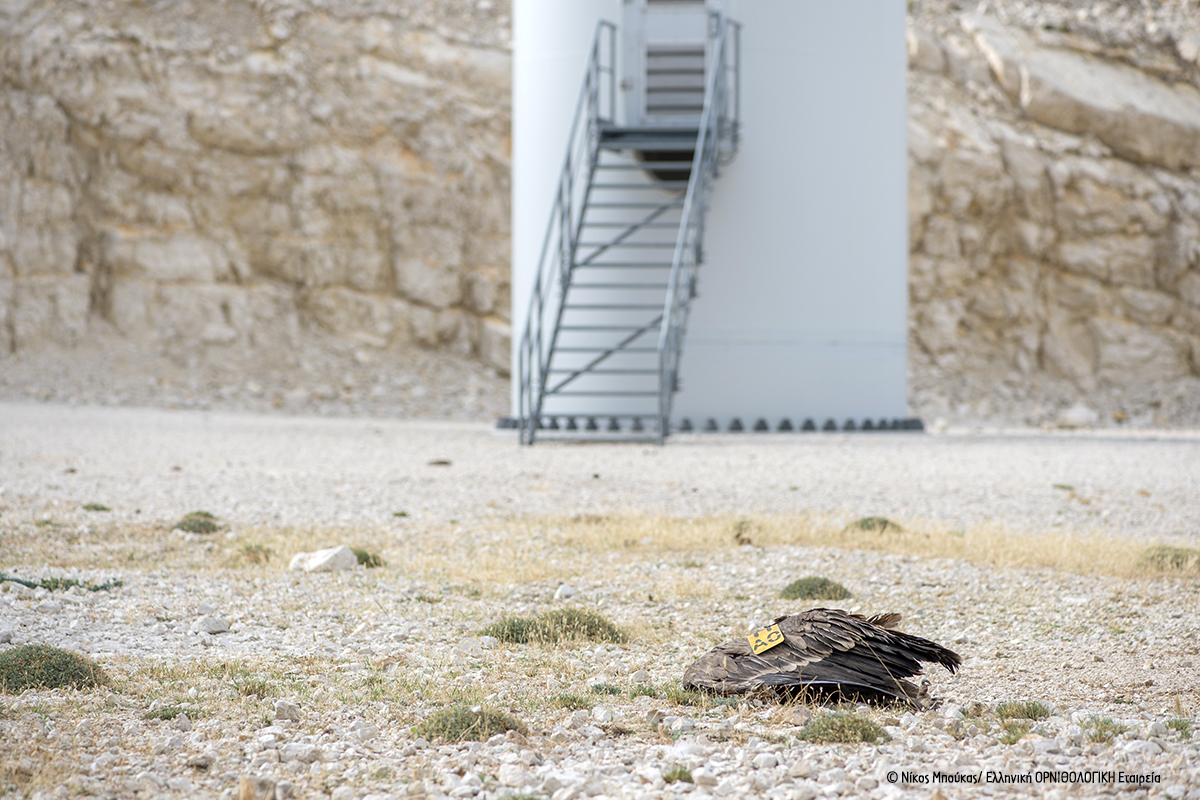 Ornio apokefalismeno Akarnanika NMpoukas ORNITHOLOGIKI 1