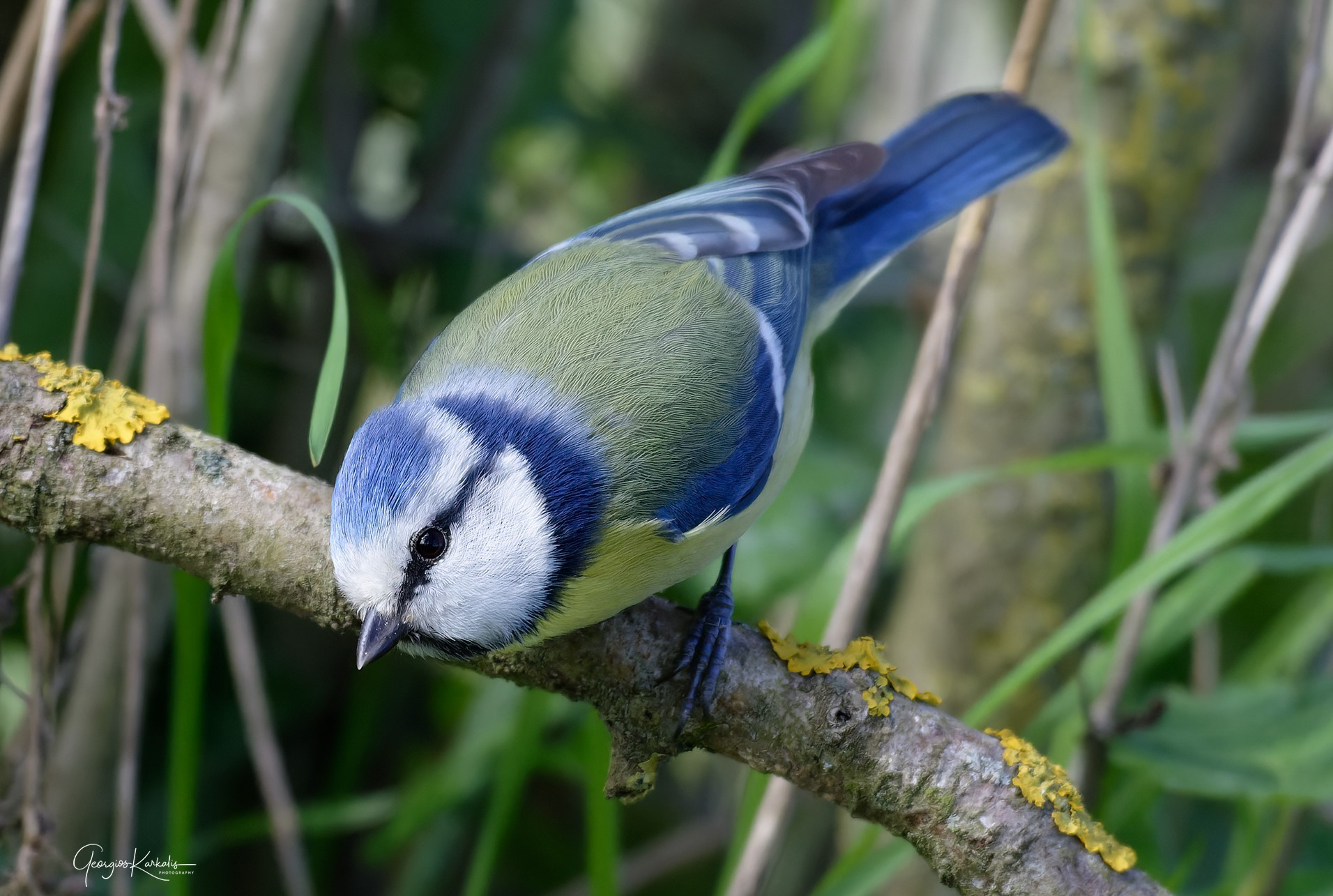 Parus caeruleus GiorgosKarkalis Arxeio ORNITHOLOGIKIS