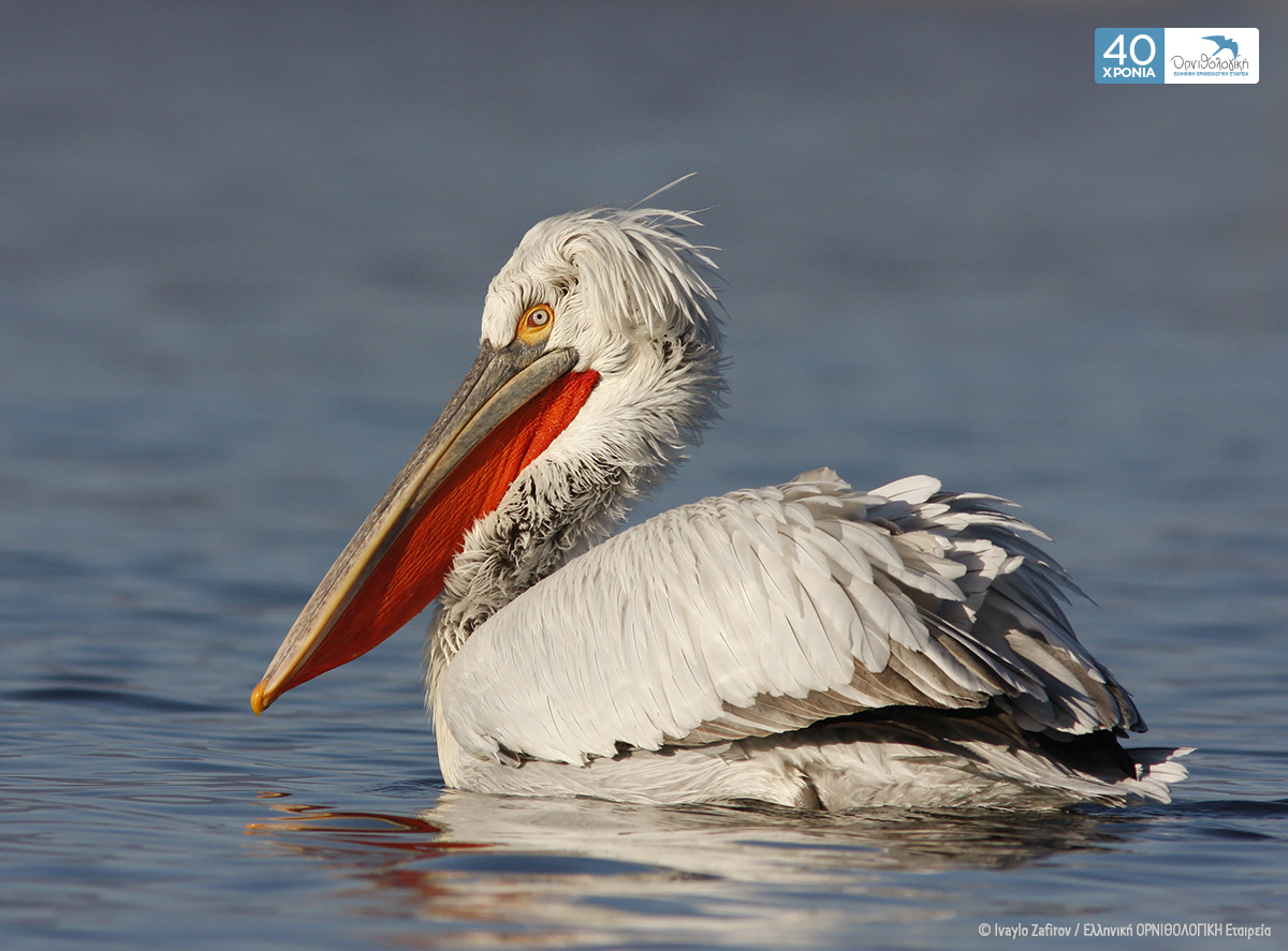 Pelecanus crispus IvayloZafirov