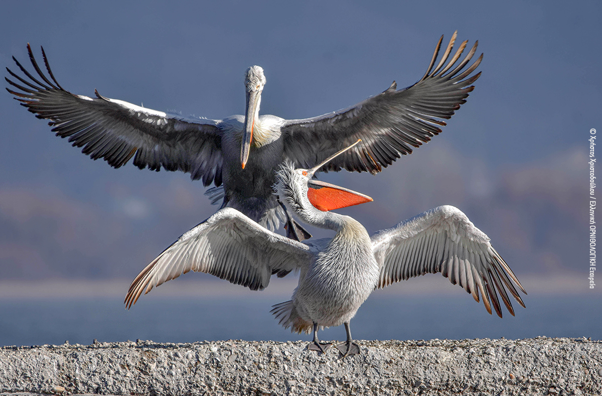 Pelecanus crispus Kastoria ΧρήστοςΧριστοδούλου