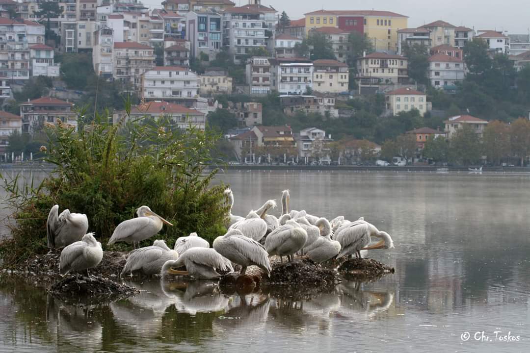 Pelicans Kastoria Chr.Toskos