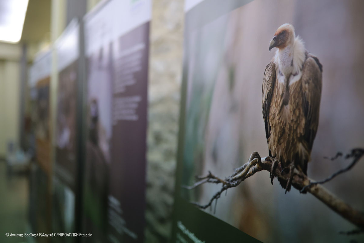 Poison baits photo exhibition A Vroikos