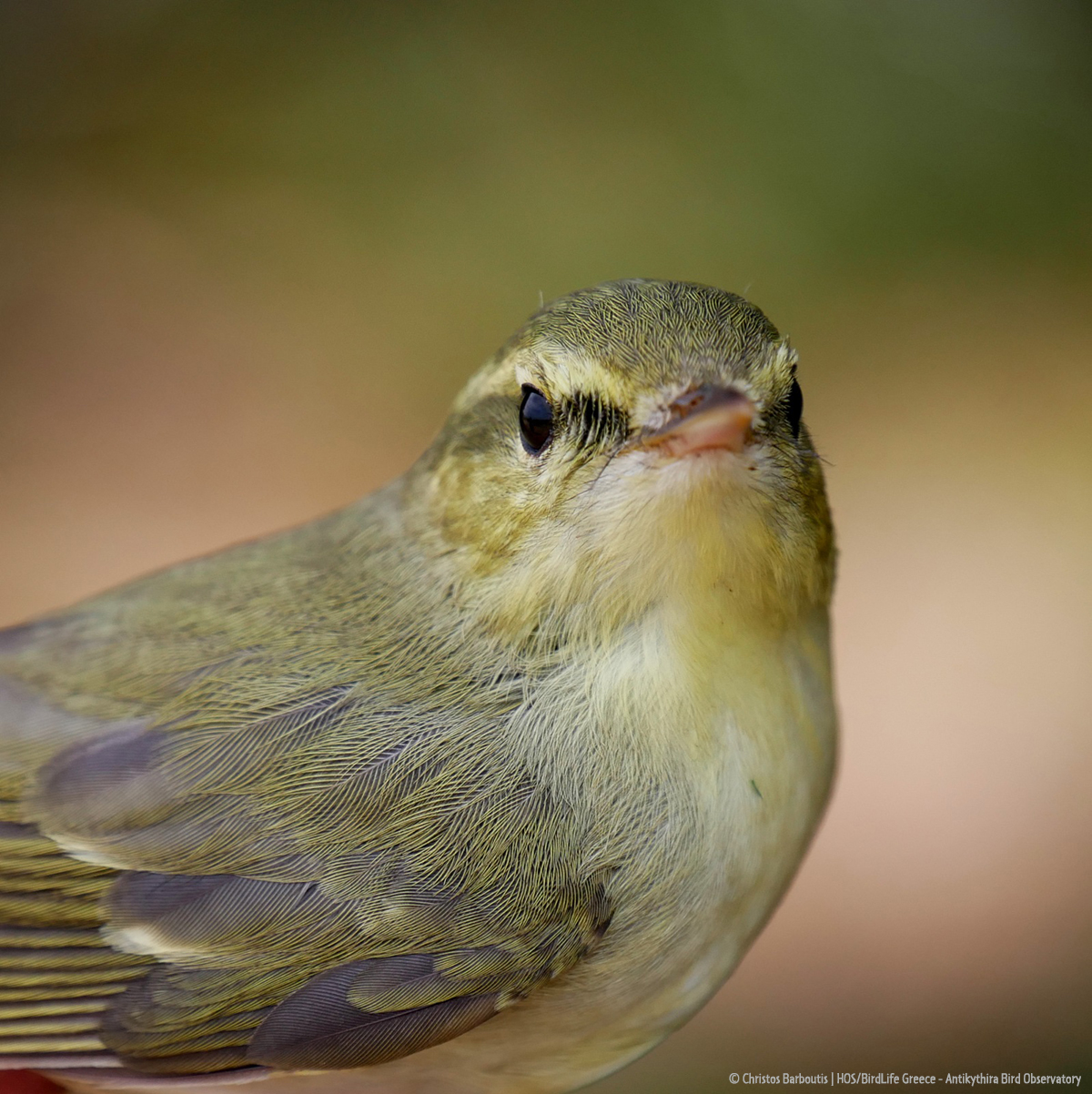 RARE Green Warlbler 1st ringing ss 2023 Ch Barboutis