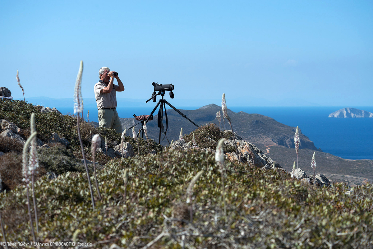 Raptor monitoring Antikythera Tonia Galani ORNITHOLOGIKH