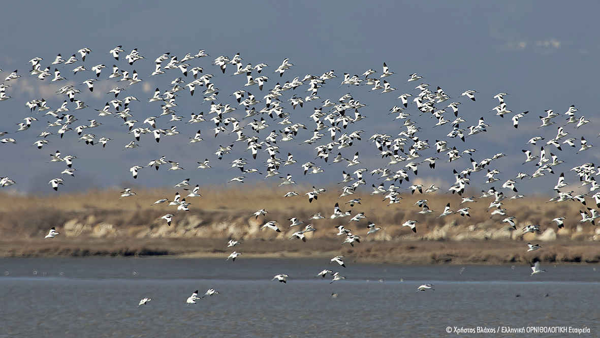 Recurvirostra avocetta EvrosDelta ChrisVlachos cr