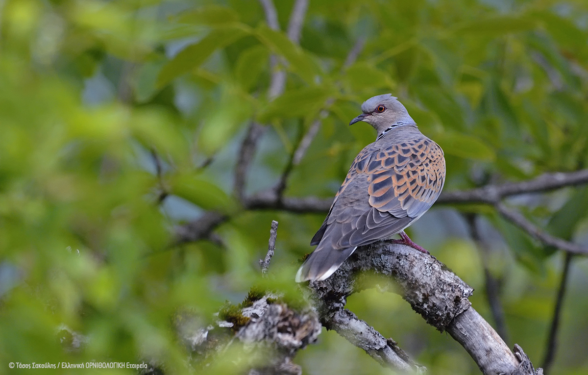 Streptopelia turtur AnastasiosSakoulis