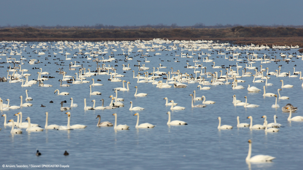 Swans AntonisTsaknakis Arxeio ORNITHOLOGIKIS