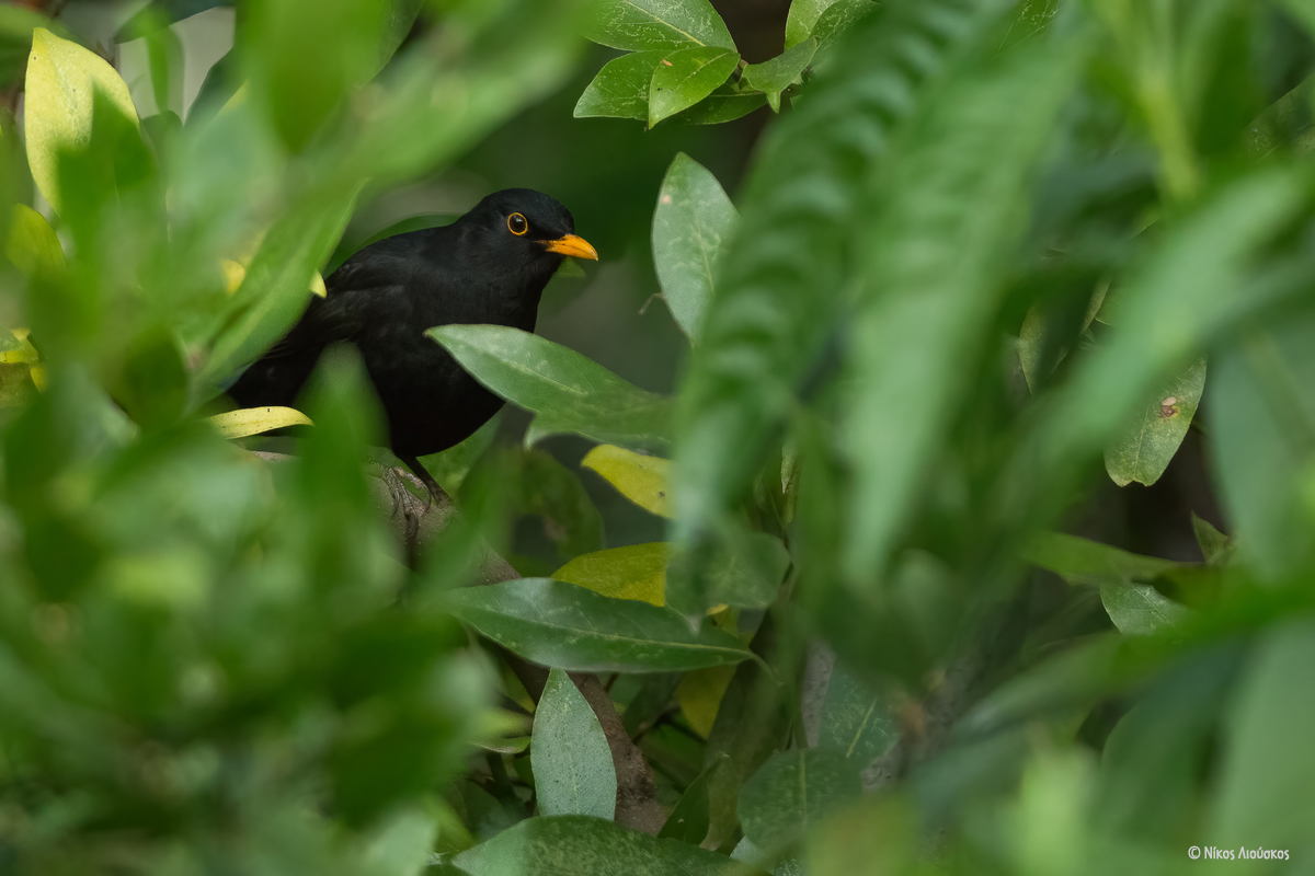 Turdus merula NikosLiouskos