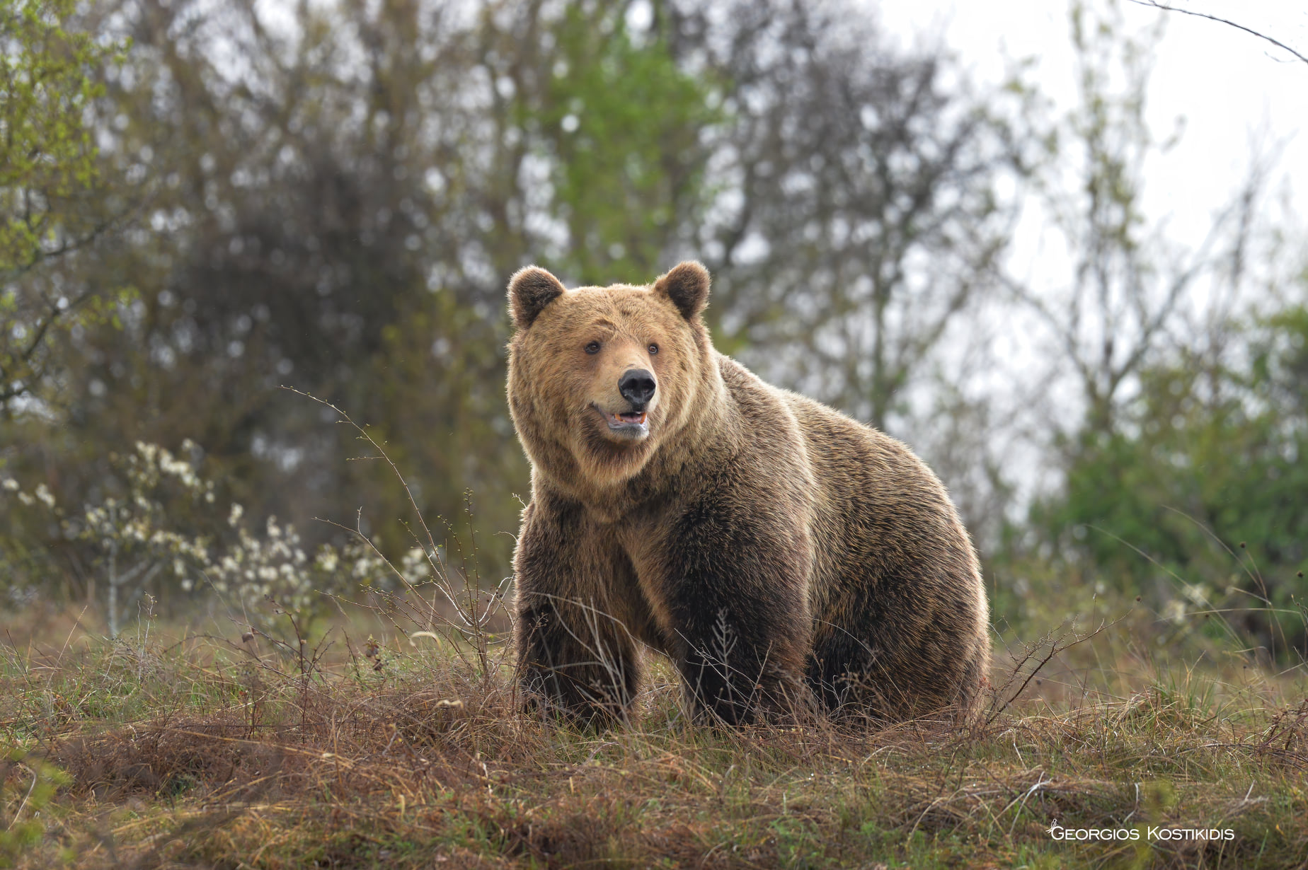 Ursus arctos GiorgosKostikidis Eordaia Birdrace2022