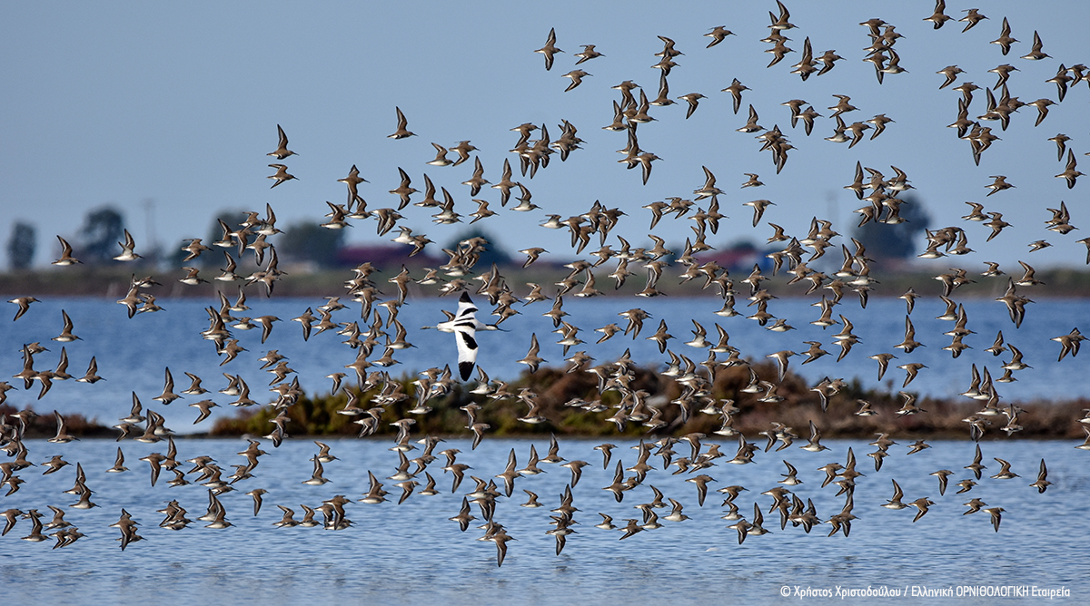 Waterbirds Messolonghi ChristosChristodoulou