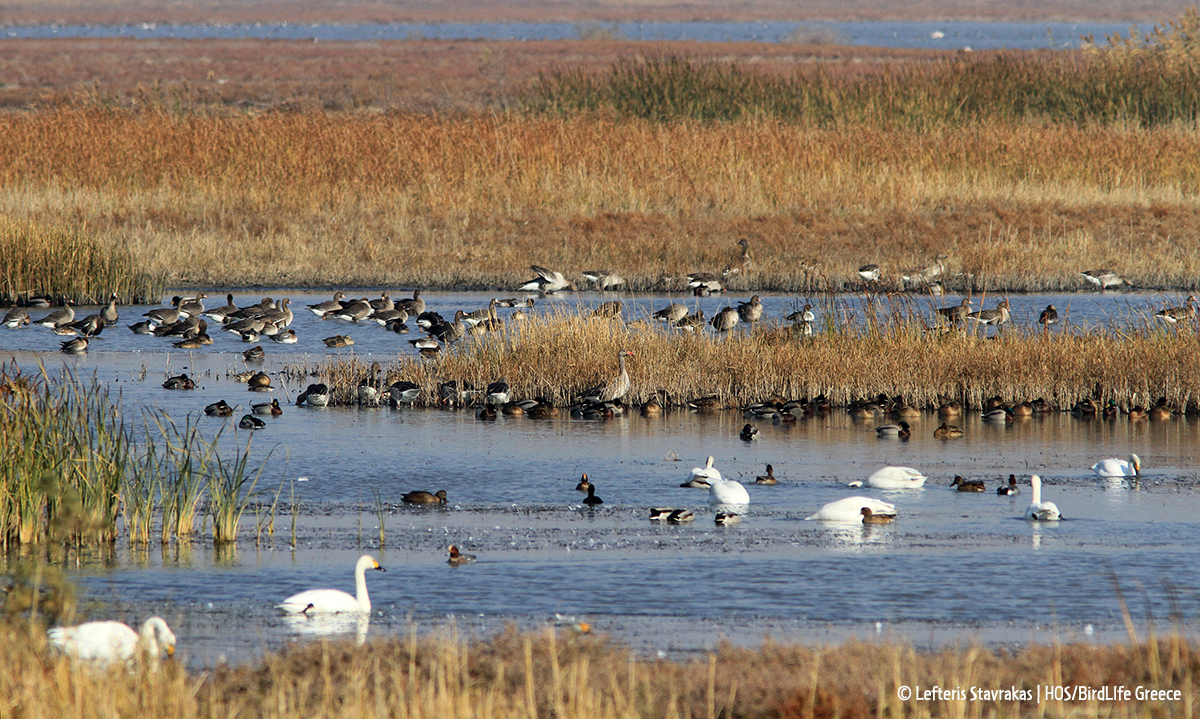 Wildfowl EvrosDelta GREECE LStavrakas HOS