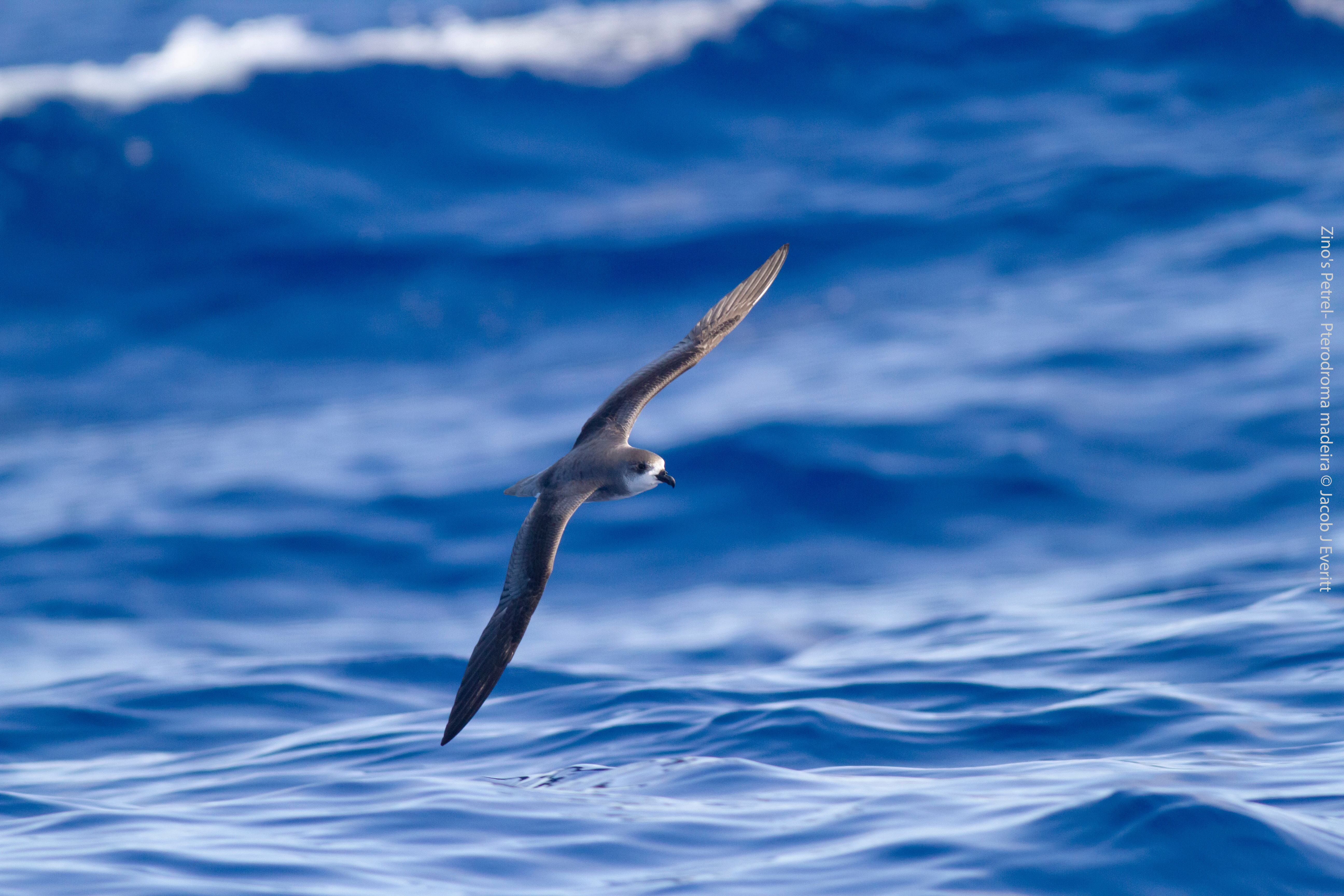 Zinos Petrel Pterodroma madeiraJacob J Everitt