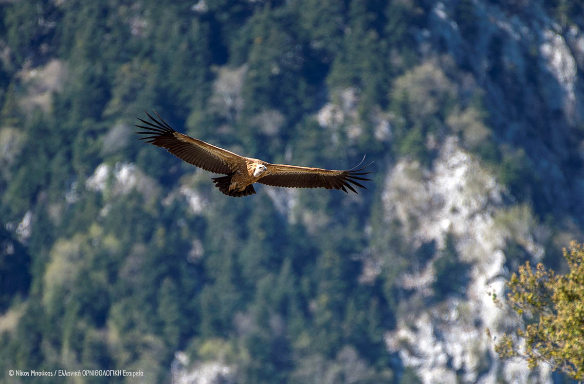 Όρη Βάλτου Gyps fulvus Νικος Μπούκας cr