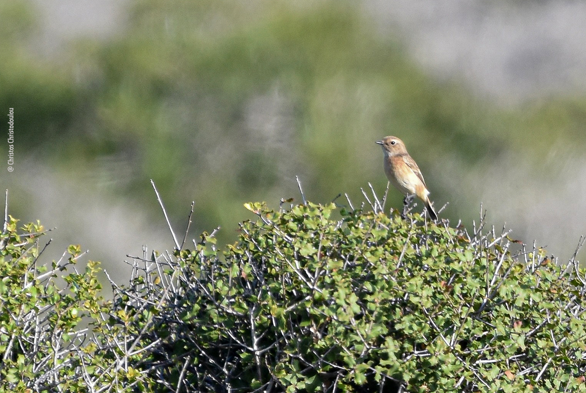 Ανατ. Μαυρολαίμης Siberian Stonechat Saxicola maurus Christos Christodolou small