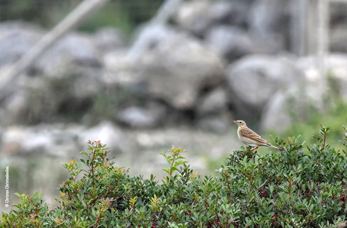 Διπλοκελάδα Richards Pipit Anthus richardi Christos Christodoulou small