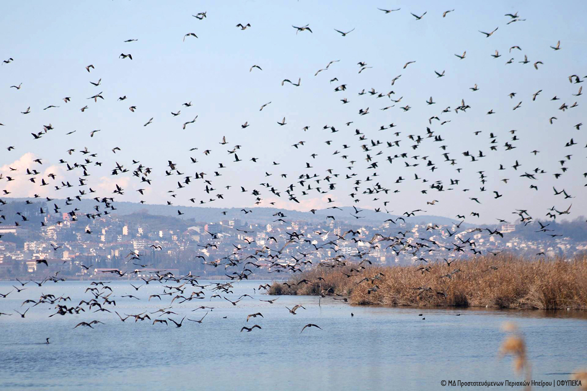 Ιωάννινα Midwinter23 Μονάδα Διαχείρισης Προστατευόμενων Περιοχών Ηπείρου