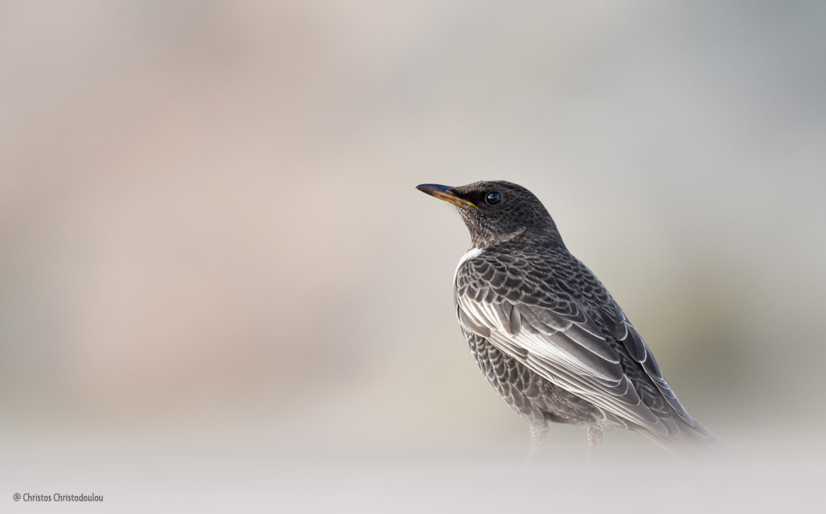 Χιονοκότσυφας Ring Ouzel Turdus torquatus Christos Christodoulou small