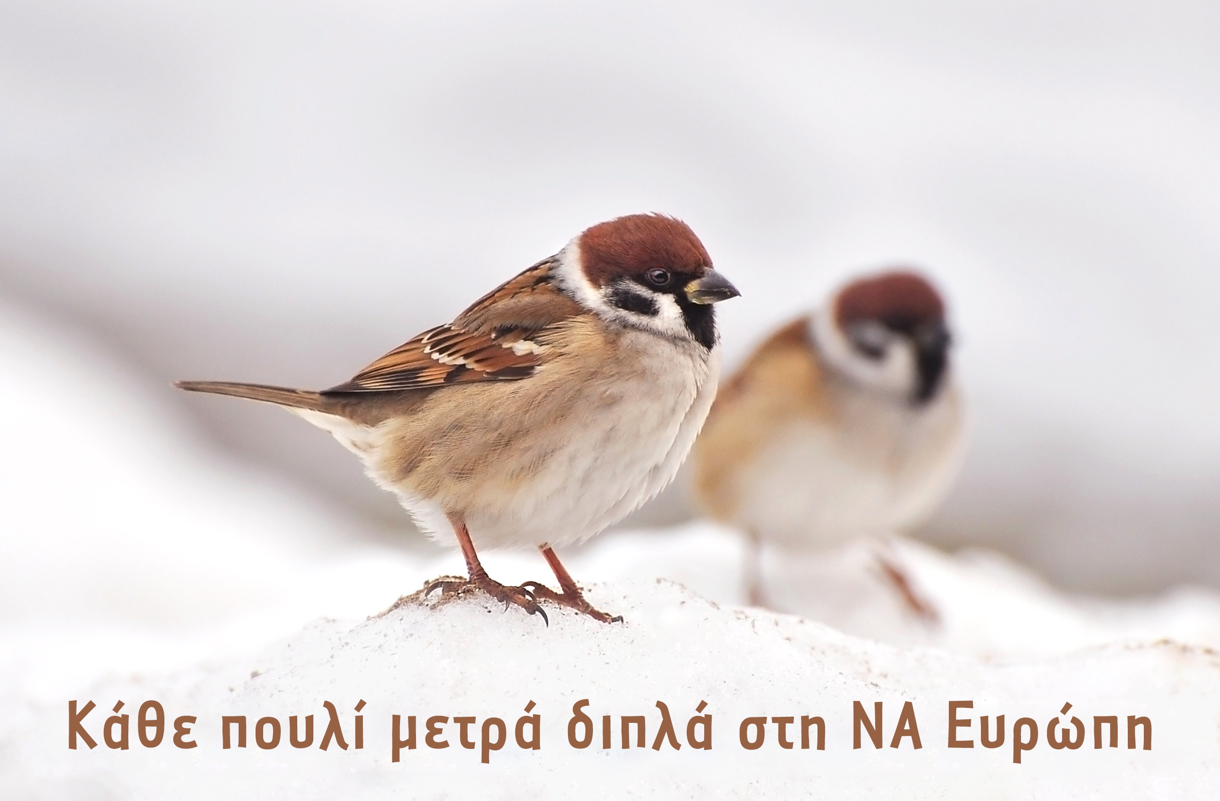 4 Every bird counts double in SE europe optional GR