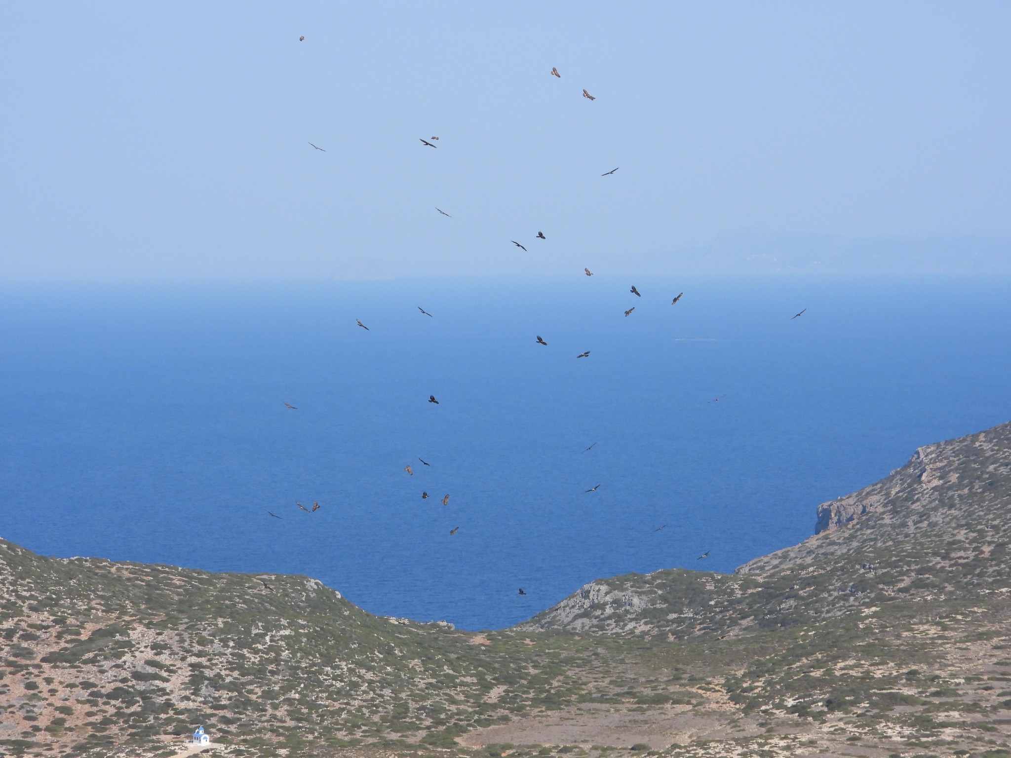 ABO Raptor monitoring ArisVouros