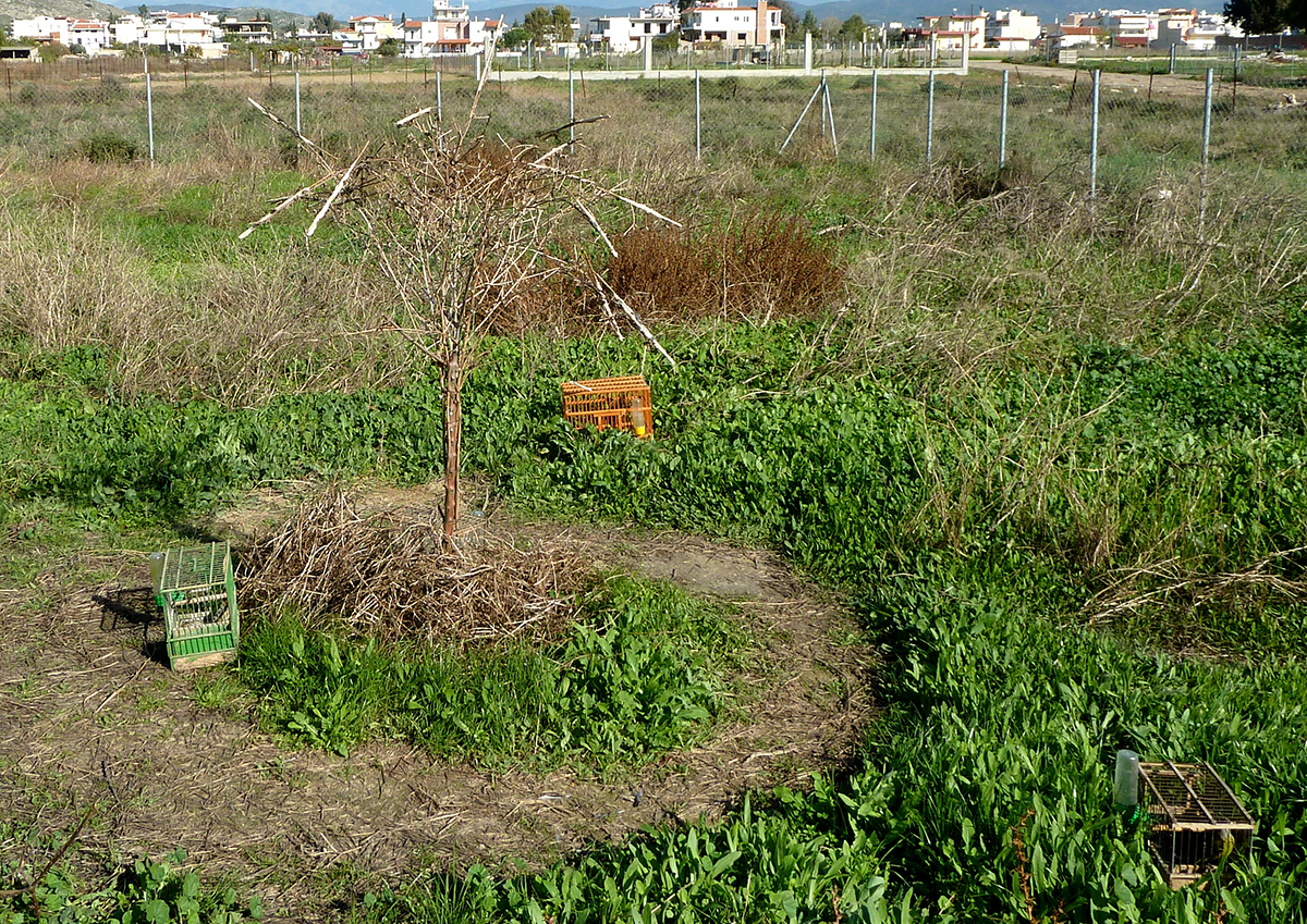 Illegal trapping Attica AlykesKopana HOS PLatsoudis