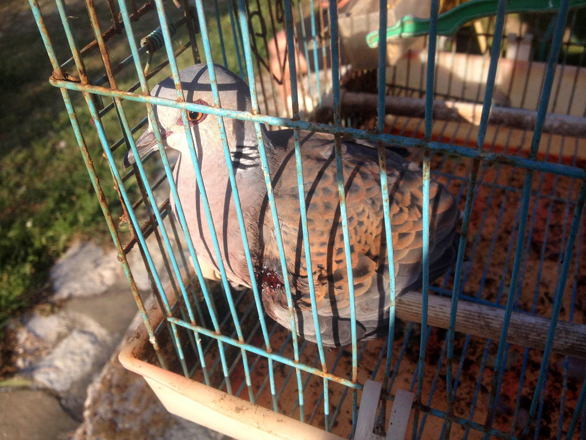 Turtle dove injured Zakynthos Greece HOS EugeniaPanoriou